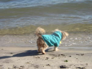 Ruff Seas, the winning Kindergarten digital image by Isabella Smith